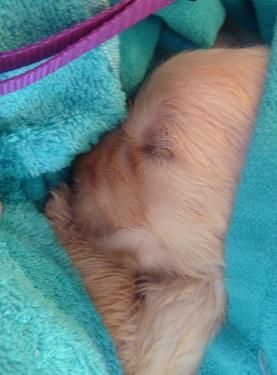 Kissy pup in a blanket