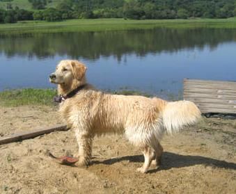 Lucy after a swim