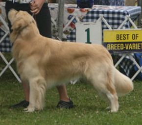 Jake winning 1st in Open Dog, Carmel, cA - his first AKC shows!