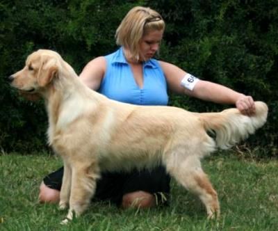 Tonka winning his Int'l/Nat'l CH